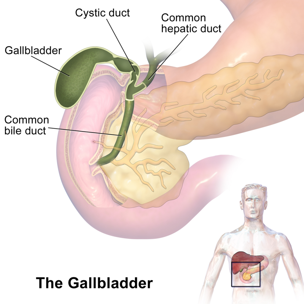 Gall Bladder Symptoms and Risk Factors